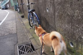 开云体育官网登入-AC米兰传中成功率提升造成多次威胁，ac米兰v