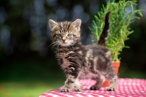 开云体育入口-Chinese Taipei挑战极限，2024年混合团体世界杯成果回顾，世界杯团体赛