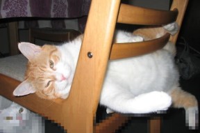 开云在线入口-曹缘展现强大心理素质与赛场韧性，冠军专访曹缘