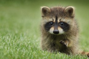 开云体育在线-中国足球联赛赛场安全保障措施升级，全国足球赛区安全秩序规定