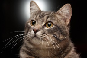 开云在线入口-巴西青训体系持续升级，涌现众多足球新秀