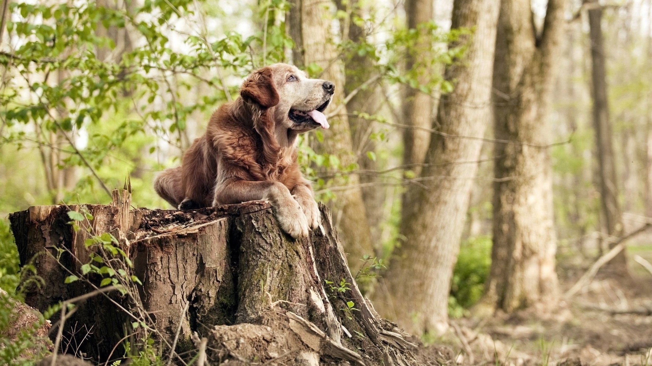 运动装备质量标准制定,运动装备质量标准制定原则