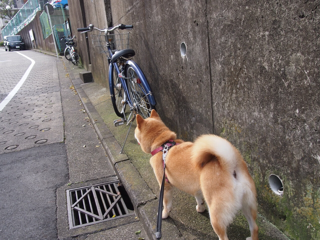 AC米兰传中成功率提升造成多次威胁,ac米兰v