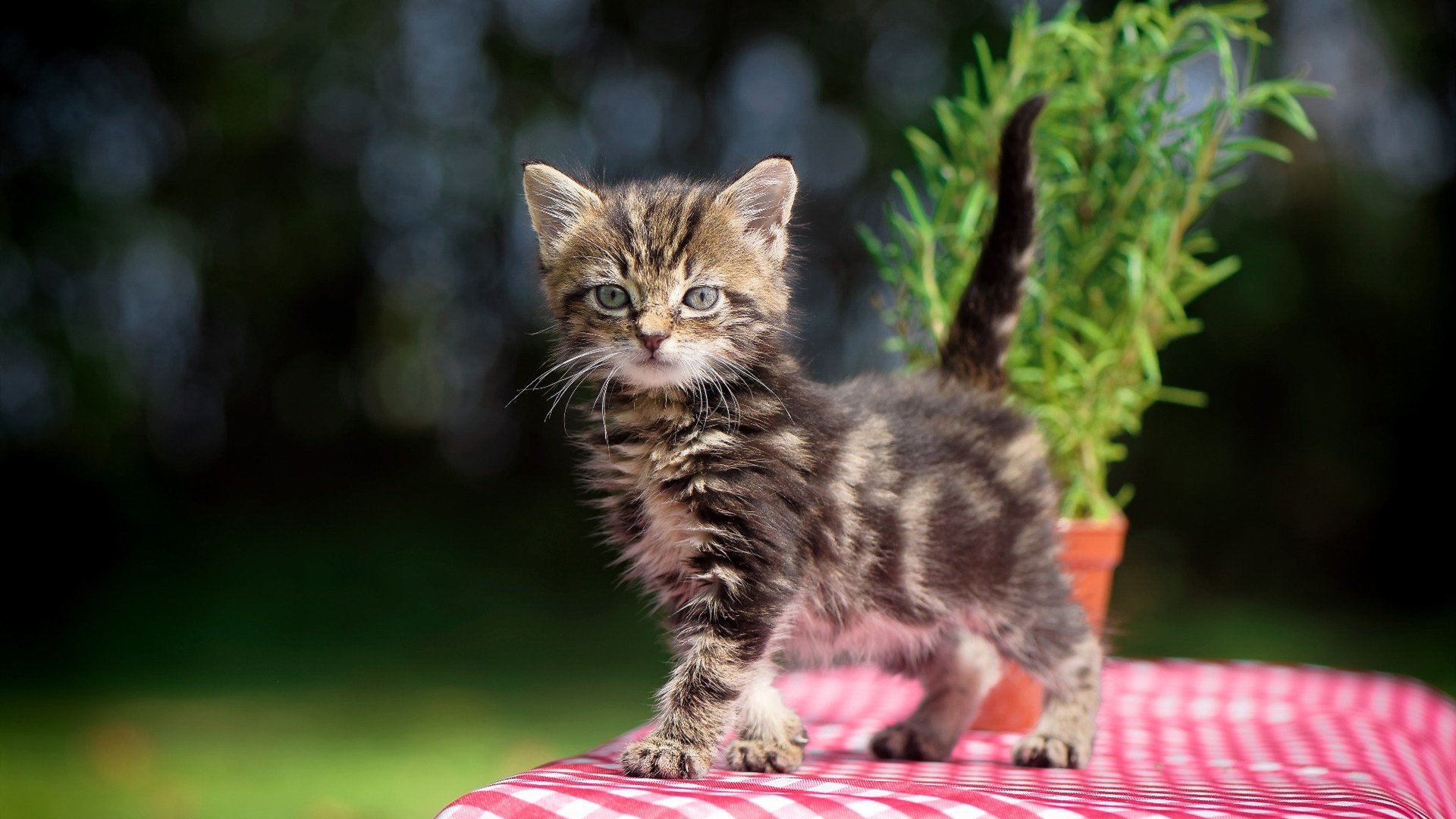Chinese Taipei挑战极限,2024年混合团体世界杯成果回顾,世界杯团体赛