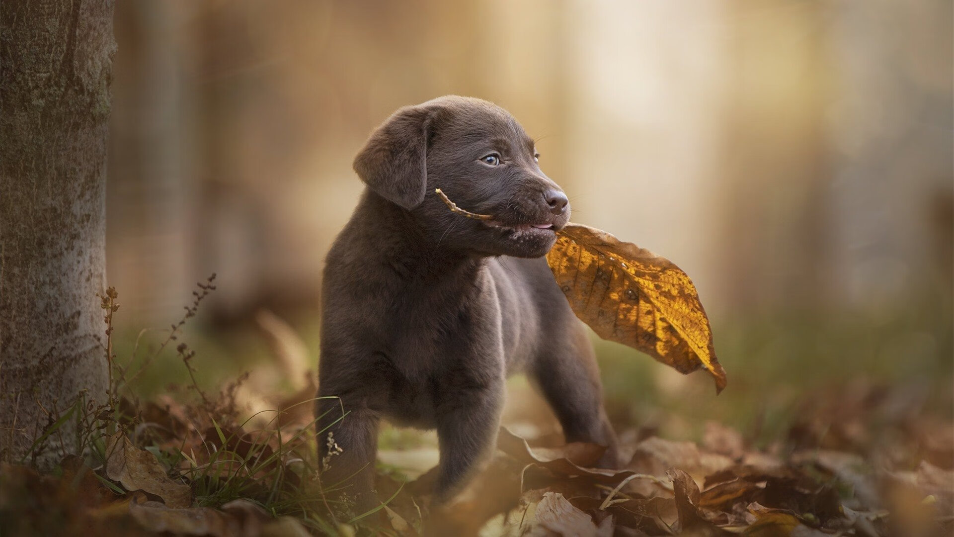 东亚杯中国足球夺冠 球员拼搏精神获赞,中国队东亚杯冠军
