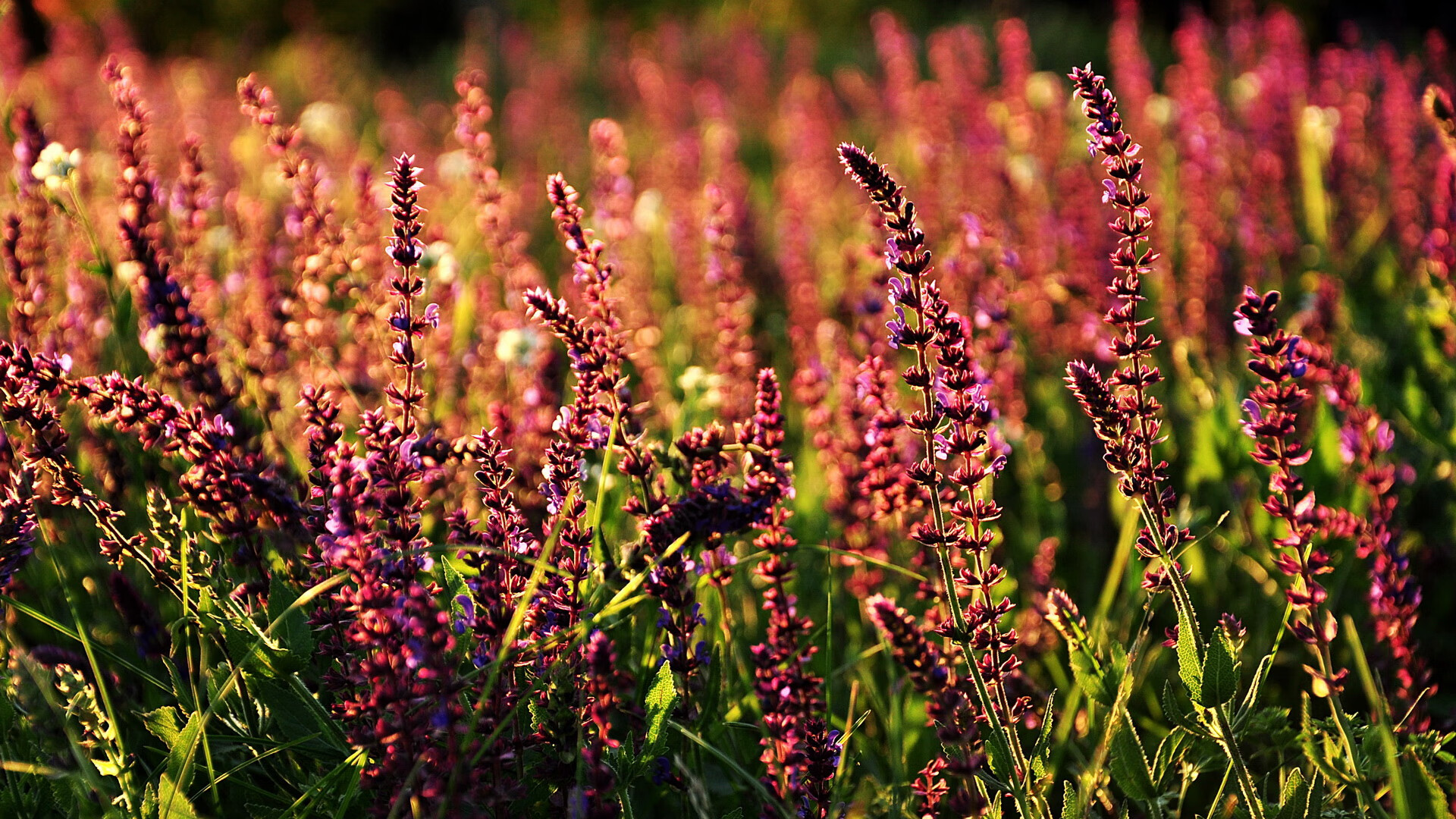 五大联赛双中锋战术是否正逐渐重回主流视野,五大联赛最强中场