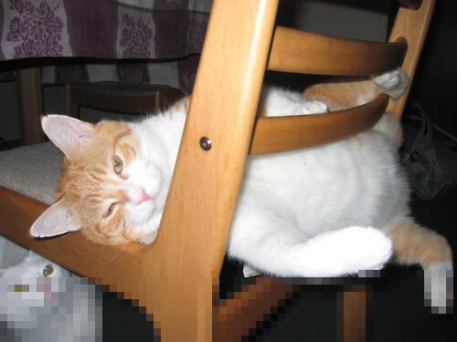 体育新闻中心深化体育原创视频数字版权保护技术,体育视频网络服务