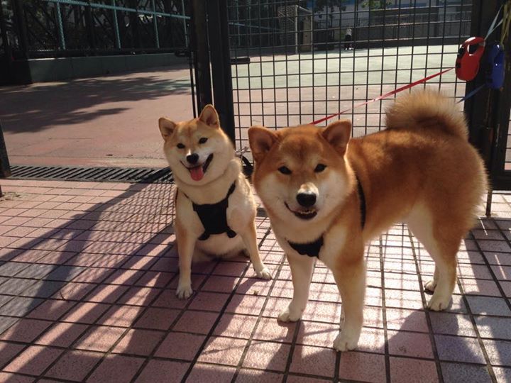 国家队核心位置缺乏长期培养计划,国家队核心竞争力