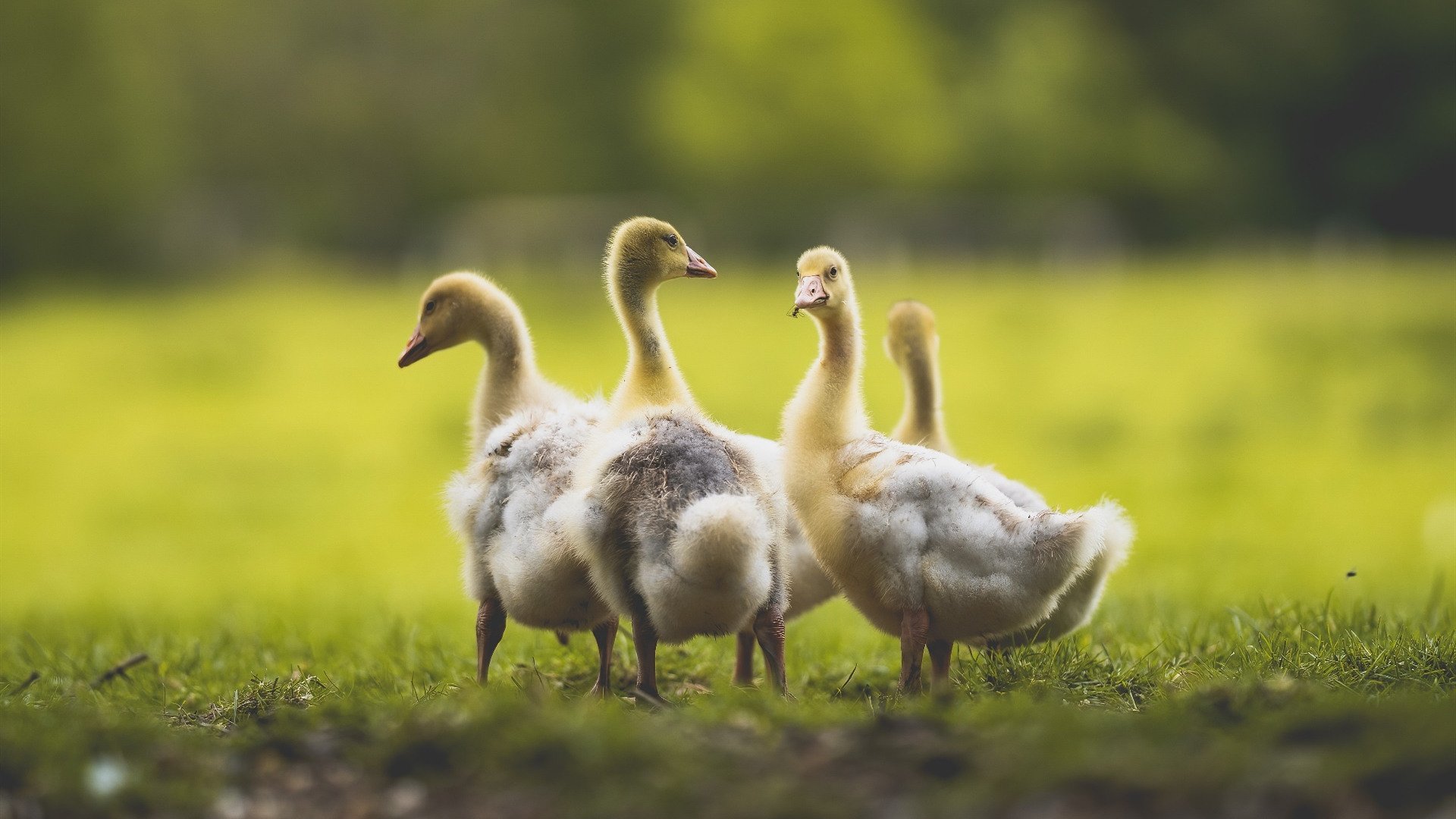快节奏战术是否易造成外线出手仓促,快节奏的弊端