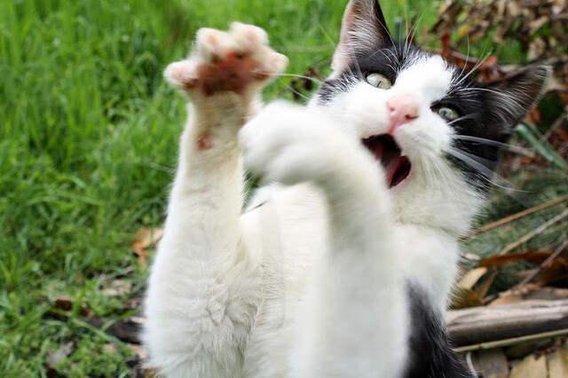 辽宁飞豹重视技战术细节追求极致执行力,辽宁飞豹是什么企业