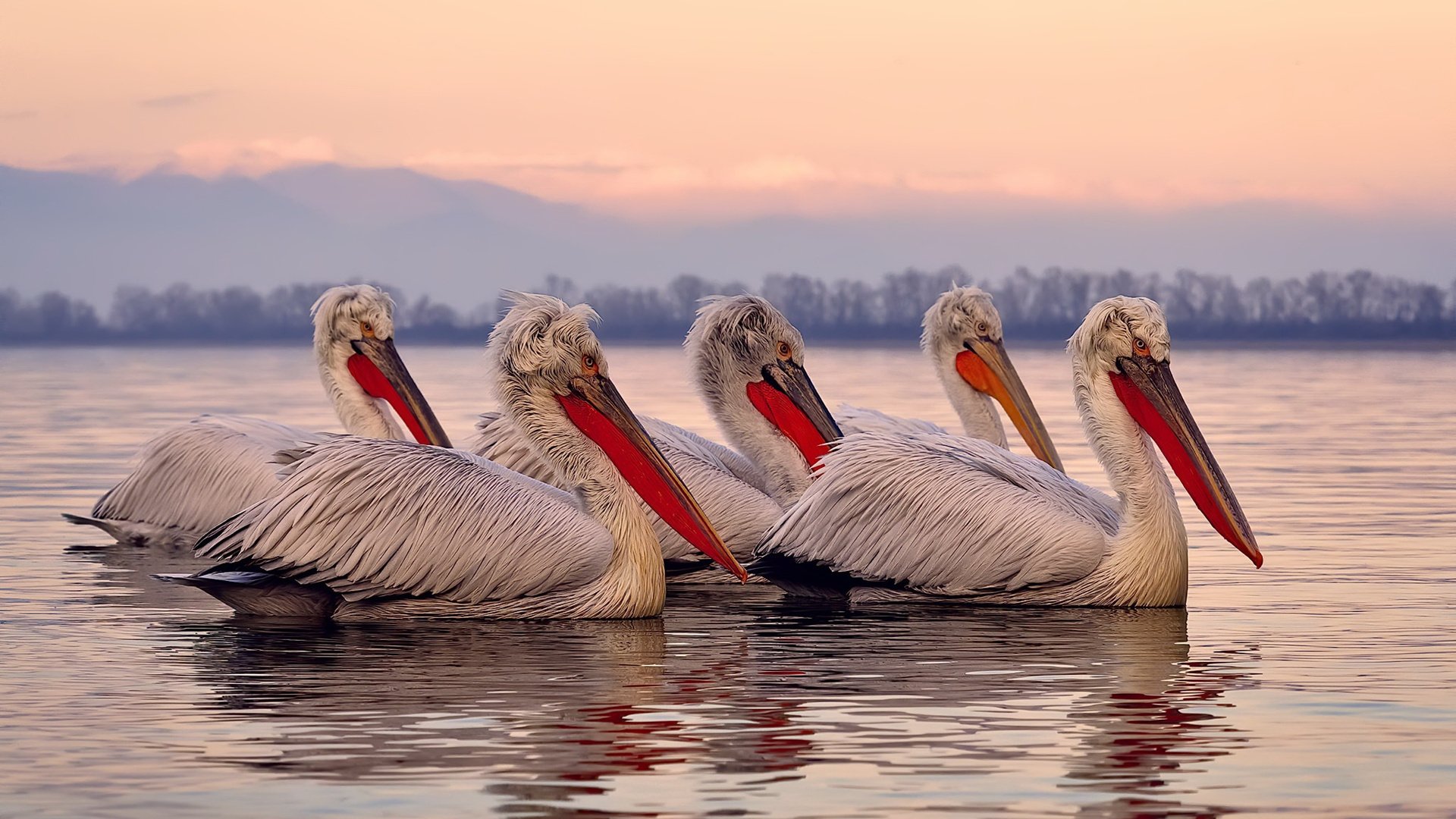 掘金前场篮板持续压制对手,掘金队前锋