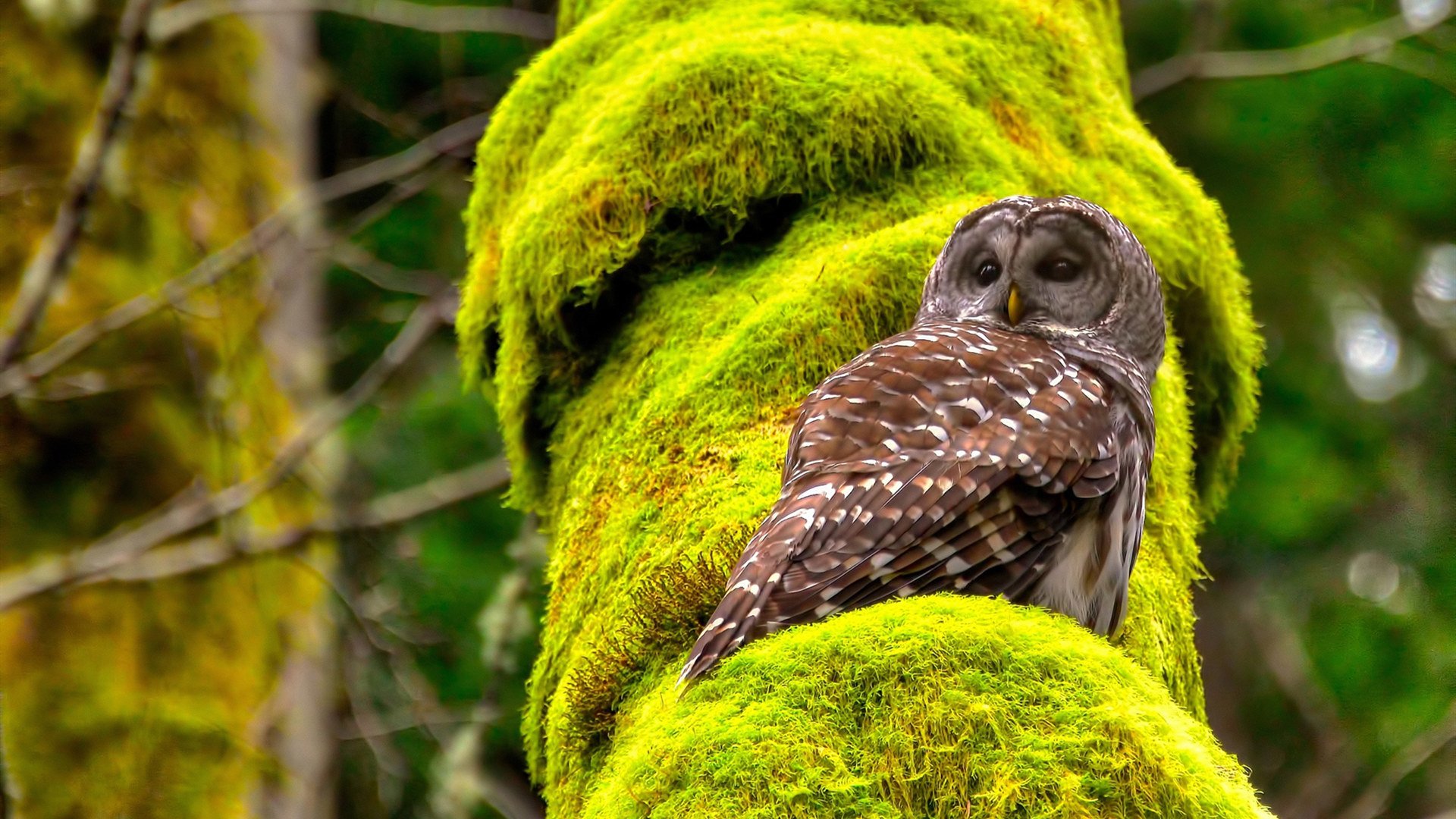 李娜坦言退役后更理解体育教育意义,李娜体育精神